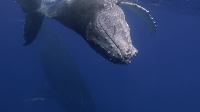 Amazing closeup humpback whale portrait underwater in Pacific Ocean. Baby calf comes at surface to take breath. Young whale dance wave flippers in water in Tonga Polynesia. Mammal Marine nature life