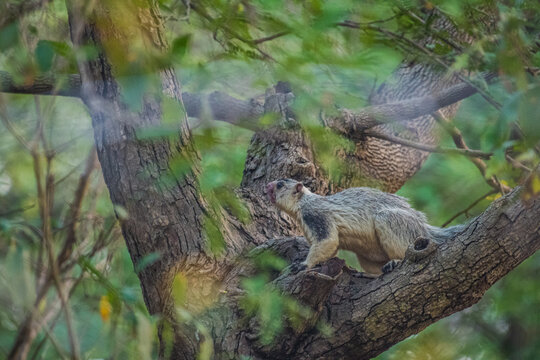 Grizzled giant squirrel (Ratufa macroura) carefully navigating dense foliage, its textured coat blending beautifully into the layered forest canopy