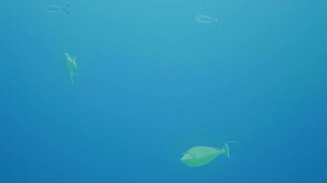 Underwater footage of Naso unicornis and Naso brevirostris gliding gracefully through open water in a vibrant reef environment.