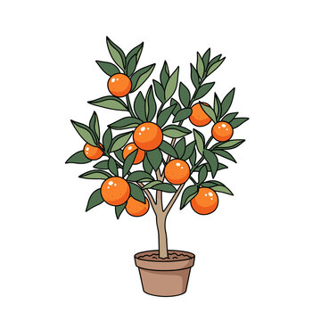 small potted orange tree with green leaves and ripe fruit isolated transparent background cut-out PNG file