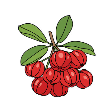 red tropical fruit surinam cherry branch green leaves isolated transparent background cut-out PNG file