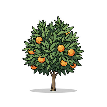 small lush orange tree with green leaves and round fruit isolated transparent background cut-out PNG file