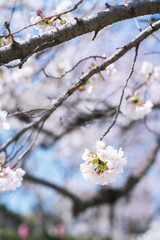 Naklejka premium 元荒川の桜