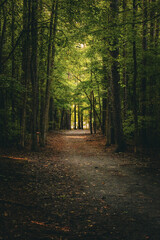 Obraz premium path in the woods