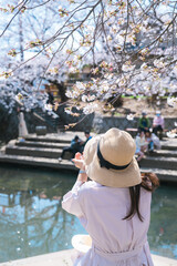 Fototapeta premium 元荒川の桜と女性