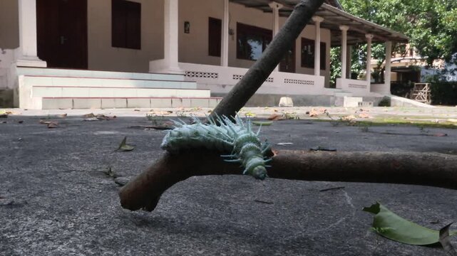 a dusty-green caterpillar with its white, waxy, fleshy spines along its back; the caterpillar of the elephant butterfly or atlas moth, with the scientific name Attacus atlas, it is in the last instar