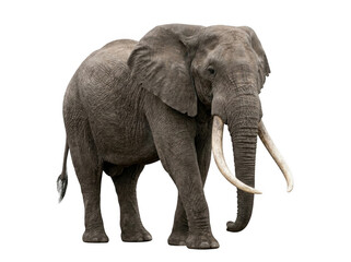 Obraz premium African elephant with large tusks isolated on transparent background majestic wildlife animal