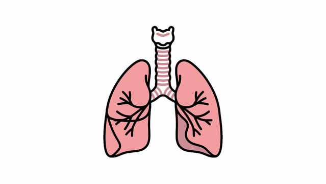 Human lungs and trachea anatomical illustration isolated on white