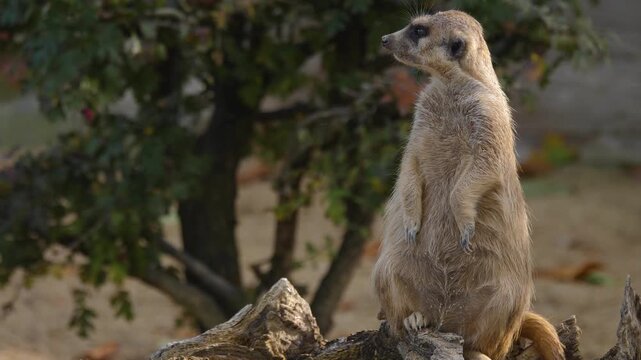 Close up of a meerkat standing up and looking around guarding the area on a sunny spring day
