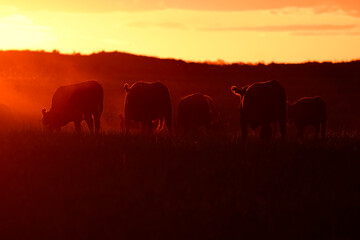 Fototapeta premium Cattle Herd in the Argentine countryside, La Pampa Province, Patagonia, Argentina.