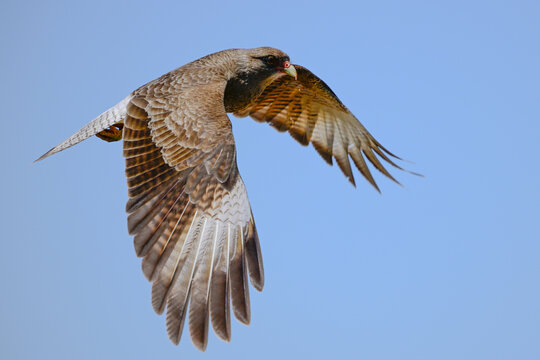 Caracara chimango portrait , La Pampa province, Patagonia , Argentina