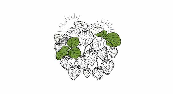 A hand-drawn illustration of a strawberry plant laden with fruit, under stylized sunrays