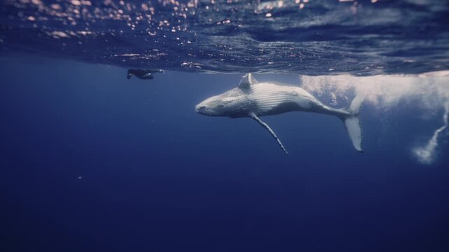 Amazing shot humpback whale underwater in Pacific Ocean comes at surface to take breath. Young whale dance wave flippers in water in Polynesia. Mammal Marine nature. People diving snorkel with whale