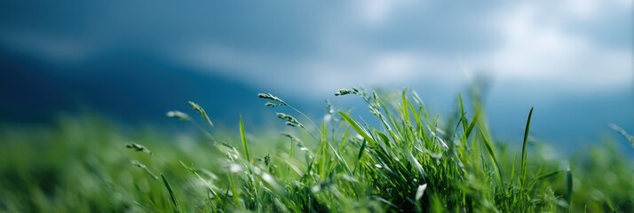 Obraz premium Closeup meadow grass blades dew green sky stormy clouds horizon nature fresh panoramic landscape with depth