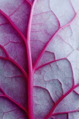 Fototapeta premium Macro close up of a magenta leaf with bold central vein and delicate secondary veins forming a fractal pattern in soft lavender and fuchsia hues