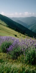 Obraz premium Lavender field mountain valley blooming purple wildflowers meadow landscape with rolling hills and soft distant peaks in morning light