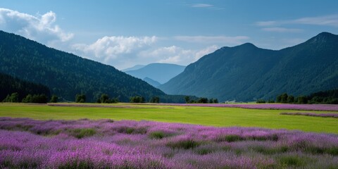 Obraz premium Lavender meadow panorama with mountains and layered ridges under a clear sky showing vast purple fields, green grasses and distant alpine valleys in peaceful landscape