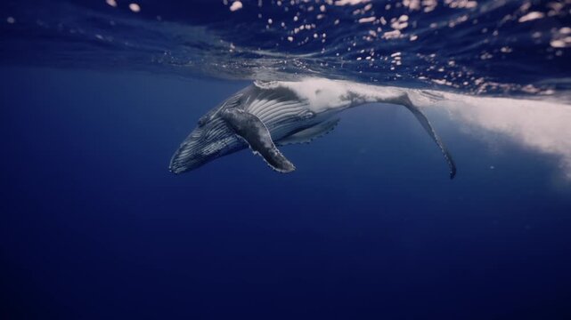 Amazing closeup humpback whale portrait underwater in Pacific Ocean. Baby calf comes at surface to take breath. Young whale dance wave flippers in water in Tonga Polynesia. Mammal Marine nature life