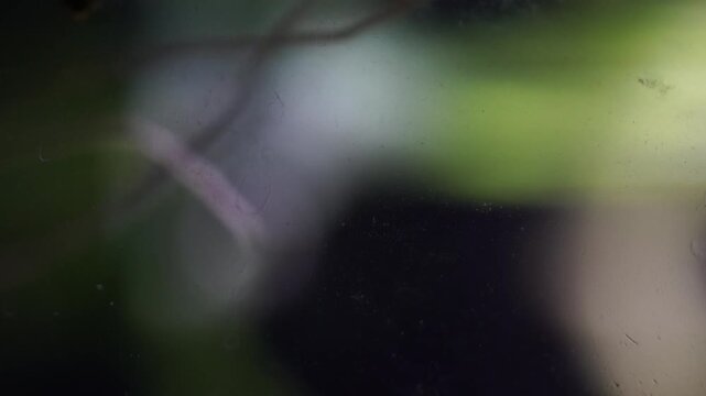Freshwater ramshorn snail slowly crawling down the glass of a domestic fish tank with plants