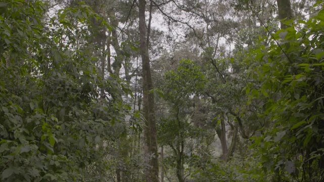Baumschwenk vom Boden zur Krone im Wald, Uganda