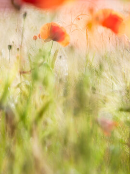 Soft high key image of Barley Field full of Red Poppies, selective focus, multiple exposure
