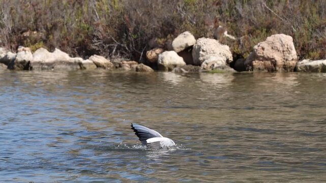 Gaviota de audouin pescando en el parque natural de las Salinas de Santa Pola, Espa&ntilde;a