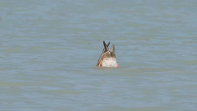 Pato Cuchara Com&uacute;n (Spatula clypeata) aliment&aacute;ndose en Parque Natural El Hondo, Crevillente, Espa&ntilde;a