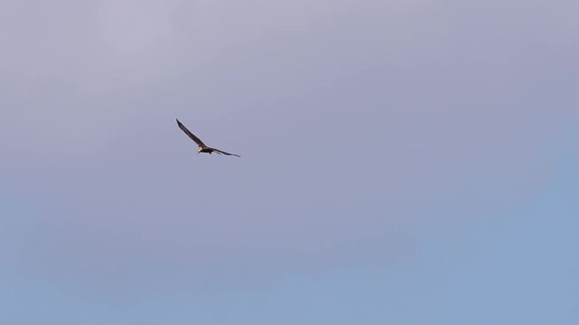 Aguilucho Lagunero Occidental (Circus aeruginosus) sobrevolando el Parque Natural El Hondo, Crevillent, Espa&ntilde;a