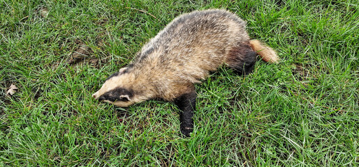 European Badger Carcass in Natural Habitat © Susan Halewood