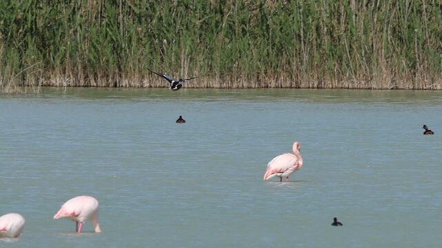 Pato cuchara volando y aterrizando entre un grupo de flamencos comunes en el parque natural El Hondo, Crevillent, Espa&ntilde;a