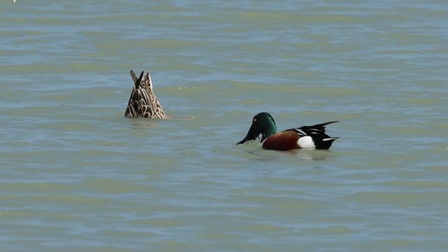 Pareja de pato cuchara com&uacute;n aliment&aacute;ndose en el parque natural El Hondo, Crevillent, Espa&ntilde;a