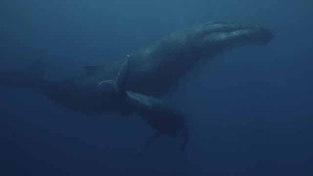 Newborn humpback whale cub swims next to mom underwater in Pacific Ocean. Baby whale comes out of deep dark water to take breath. Free whale family in blue water in Tonga Polynesia. Mammal Marine life