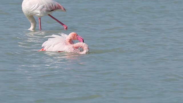 Espectacular acicalamiento de flamenco sobre el agua del parque natural el Hondo, Crevillent, Espa&ntilde;a