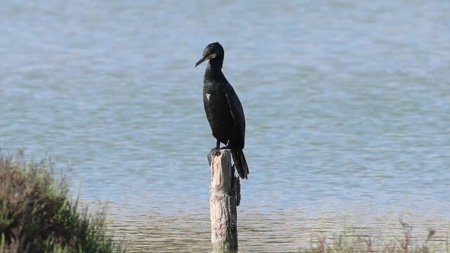 Cormor&aacute;n mo&ntilde;udo en las salinas de Santa Pola, Espa&ntilde;a