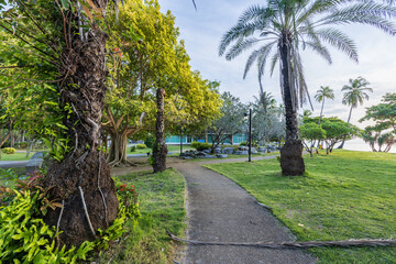 Fototapeta premium Tall palms stand beside a paved path