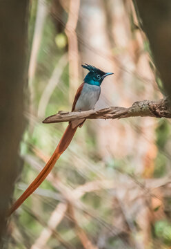 Elegant Asian Paradise Flycatcher displaying its striking rufous tail and iridescent blue head in a serene woodland setting