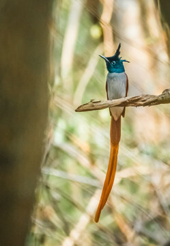 Asian Paradise Flycatcher (rufous morph) perched gracefully with its iconic long tail flowing through a soft forest backdrop