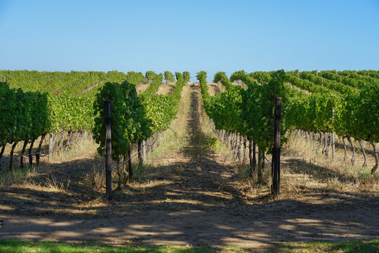 South Africa,Cape Town,Groot Constantia,Rows of grapevines in a vineyard under a clear blue sky