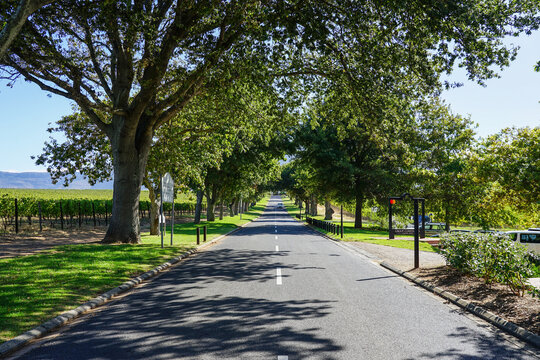 South Africa,Cape Town,Groot Constantia,A tree-lined road stretching into the distance on a sunny day.