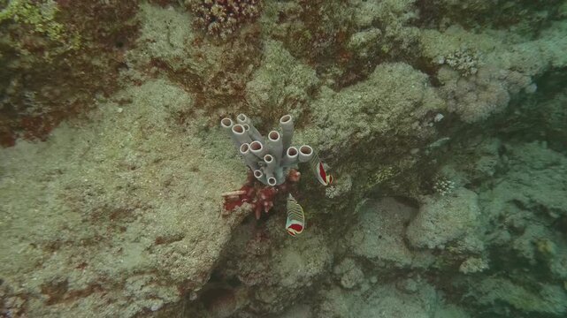 Footage showing Alcyonacea soft coral or Polycarpa sea squirts with tube-like structures, accompanied by a butterflyfish swimming nearby.