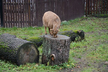 Koza na drewnie je pokarm © Marek