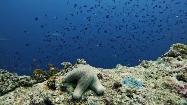 Starfish laying on coral reef in the ocean. Various colorful fish swimming around. Blue deep water. Wildlife nature marine life, underwater world. beautiful copy space background. Tropical island.