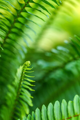 Fresh Green fern leaves close up lush tropical foliage nature background © NARONG