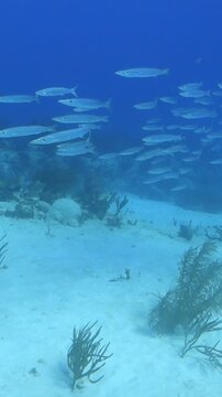 Large school of yellowtail barracuda swimming over a sandy seafloor with coral