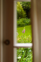 View through a window of a lush green garden with a blooming pink foxglove flower. © Ирина Горбунова
