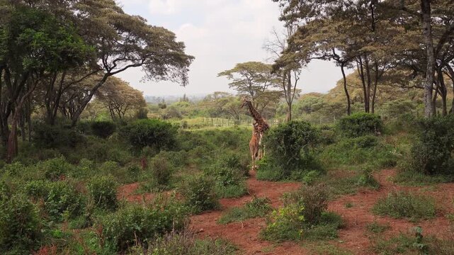 An adult female and baby Rothschild giraffe stand together in a lush acacia grove at the Nairobi Giraffe Center. Authentic wildlife conservation scene in Kenya at dusk