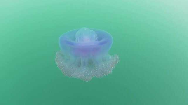 A Blue crown jellyfish, Cephea cephea, swims just under the surface of the Pacific Ocean in Fiji's tropical waters. While these cnidarians have stinging tentacles, they are harmless to humans.