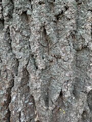 Fototapeta premium Macro photography of rough tree bark texture with deep cracks natural organic wood background pattern