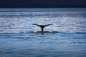 Fototapeta premium Humpback Whale Tail Rising Gracefully Above Calm Alaskan Ocean Waters