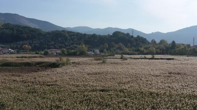 beautiful Lipu Massaciuccoli Oasis in Lucca, Italy